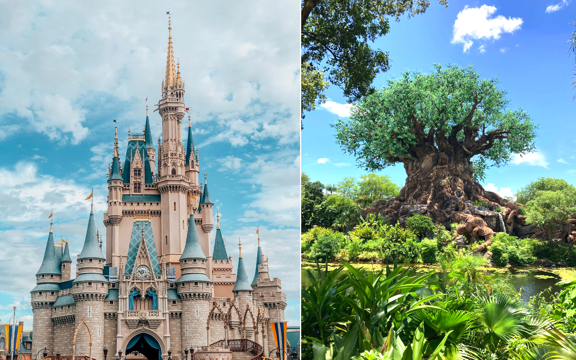 Magic Kingdom vs Animal Kingdom