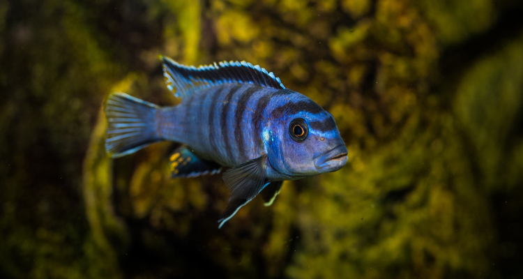 African Cichlids