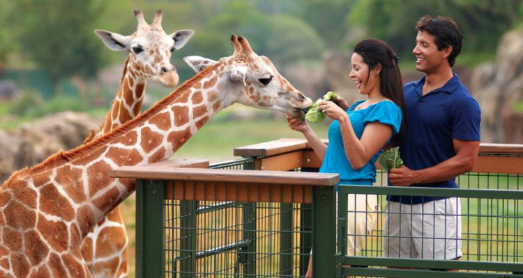 Animal Experiences at Busch Gardens 1