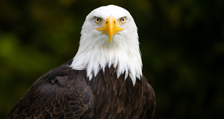 Bald Eagles