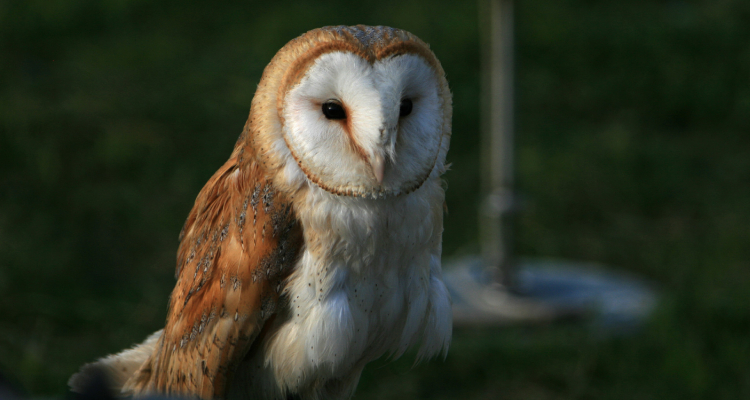 Barn Owls