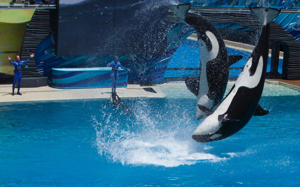 Does SeaWorld Still Have Orcas 1