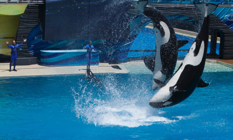 Does SeaWorld Still Have Orcas 1