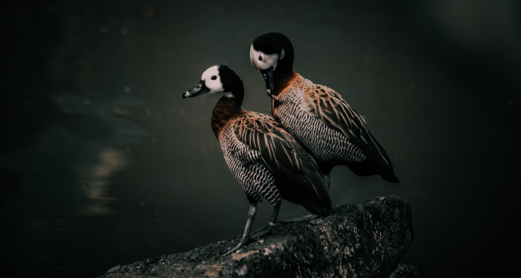 White-faced Whistling Ducks